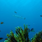 Daily Diving in Hurghada